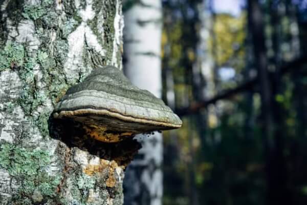 Chaga grybas